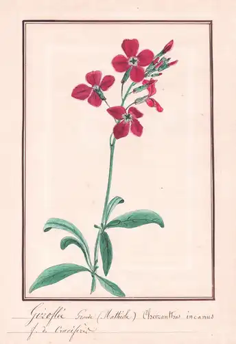 Giroflée grande  (Mathiole) - Cheiranthus incanus - Garten-Levkoje Matthiola incana / Botanik botany / Blume f