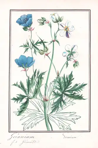 Geranium - Geranium  - Storchschnabel crane's-bill / Botanik botany / Blume flower / Pflanze plant