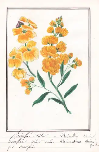 Giroflée violier - Cheiranthus Cheiri - wallflower Goldlack / Botanik botany / Blume flower / Pflanze plant