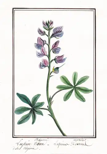 Lupin bigarre - Lupinus varius - Lupine / Botanik botany / Blume flower / Pflanze plant