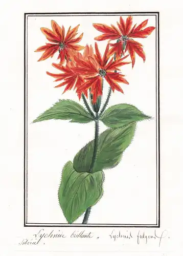 Lychnide brillante - Lychnis fulgens - Nelke / Botanik botany / Blume flower / Pflanze plant