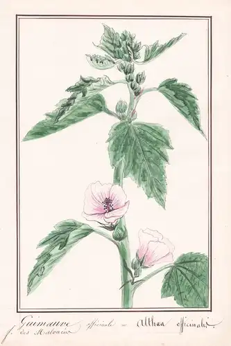 Guimauve officinale / Althea officinalis - Eibisch marshmallow / Botanik botany / Blume flower / Pflanze plant