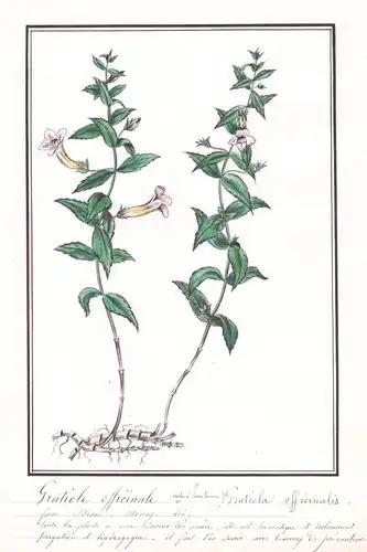 Gratiole officinale / Gratiola officinalis - Botanik botany / Blume flower / Pflanze plant