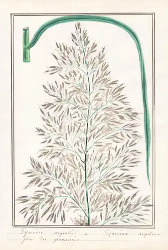 Gynerie argentée = Gynerium argenteum - Amerikanisches Pampasgras pampas grass / Botanik botany / Blume flower