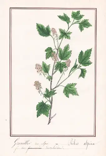 Groseillier des alpes / Ribes alpina - Alpen-Johannisbeere currants / Botanik botany / Blume flower / Pflanze