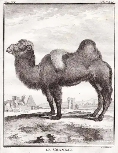 Le chameau - Kamel camel / Tiere animals animaux