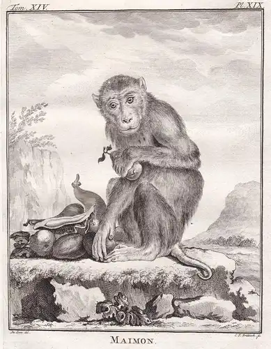 Maimon - Südlicher Schweinsaffe Southern pig-tailed macaque / Affe monkey Affen monkey Primate primates / Tier