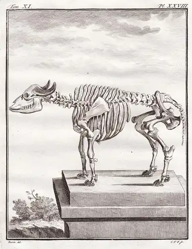 Pl. XXVIII. - Büffel Buffalo / Skelett skeleton / Tiere animals animaux