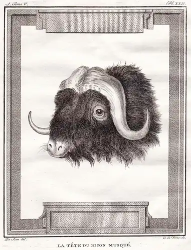 La tete du Bison Musque - Bisons Moschusbisons Kopf / Tiere animals
