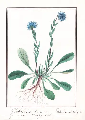 Globulaire commune = Globularia vulgaris - Kugelblumen / Botanik botany / Blume flower / Pflanze plant