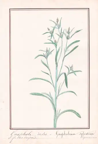 Gnaphale = Gnaphalium Germanicum - Botanik botany / Blume flower / Pflanze plant