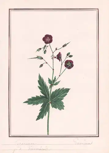 Geranium - Geranium  - Storchschnabel crane's-bill / Botanik botany / Blume flower / Pflanze plant
