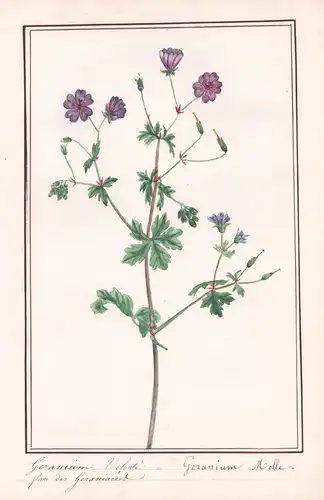 Geranium Velonté - Geranium Molle - Weicher Storchschnabel crane's-bill / Botanik botany / Blume flower / Pfla