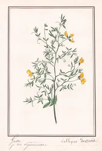 Gesse - Lathyrus Pratensis - Wiesen-Platterbse / Botanik botany / Blume flower / Pflanze plant