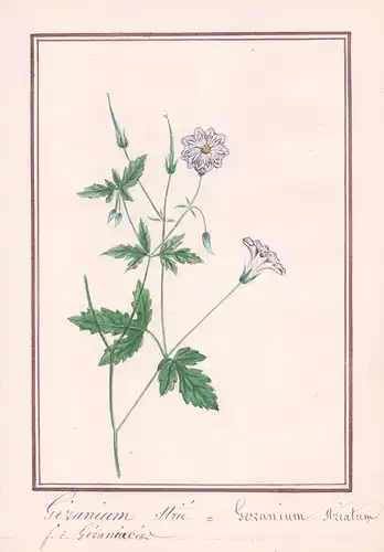 Geranium Strié - Geranium striatum - Storchschnabel crane's-bill / Botanik botany / Blume flower / Pflanze pla