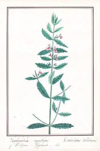 Germandrée aquatique - Teucrium scordium - Knoblauch-Gamander / Botanik botany / Blume flower / Pflanze plant