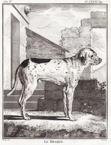 Le Braque - Pointer Hund dog Chien Haushund / Tiere animals animaux