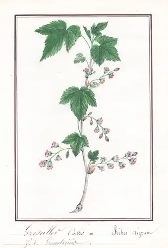Groseillier Cassis / Ribes nigrum - Schwarze Johannisbeere Blackcurrant / Botanik botany / Blume flower / Pfla
