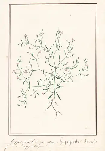 Gypsophile des murs = Gypsophila muralis - Mauer-Gipskraut / Botanik botany / Blume flower / Pflanze plant