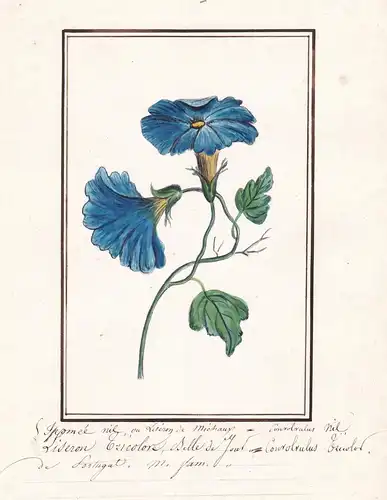 Ipomoea nil - Convolvulus nil - Winde / Botanik botany / Blume flower / Pflanze plant