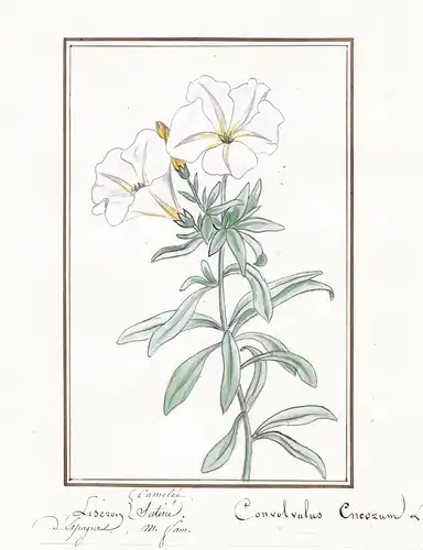 Liseron camelee - Convolvulus cneorum - Silberwinde / Botanik botany / Blume flower / Pflanze plant
