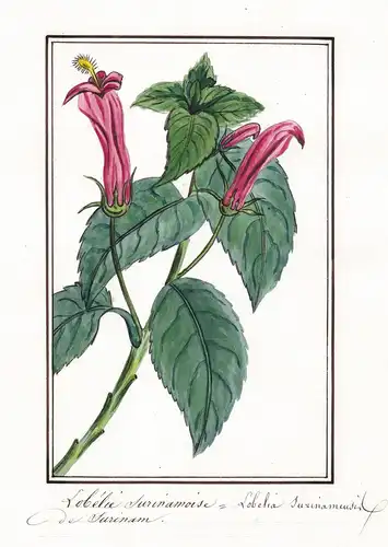 Lobelie aurinamoise - Lobelia surinamousir - Botanik botany / Blume flower / Pflanze plant