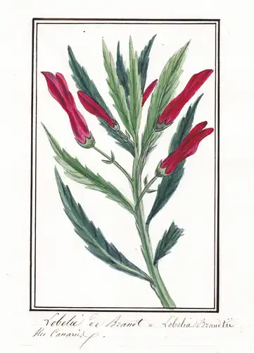 Lobelie de brand - Lobelia Brandtii - Botanik botany / Blume flower / Pflanze plant