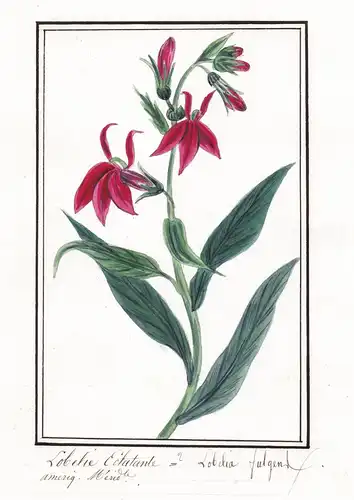 Lobelie edatante - Lobelia fulgens - Botanik botany / Blume flower / Pflanze plant