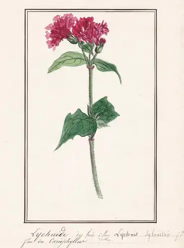 Lychnide des bois - Lychnis sylvestris - Lichtnelke / Botanik botany / Blume flower / Pflanze plant
