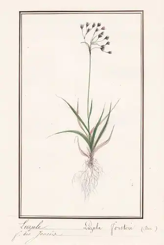 Luzule - Luzula forsteri - Botanik botany / Blume flower / Pflanze plant