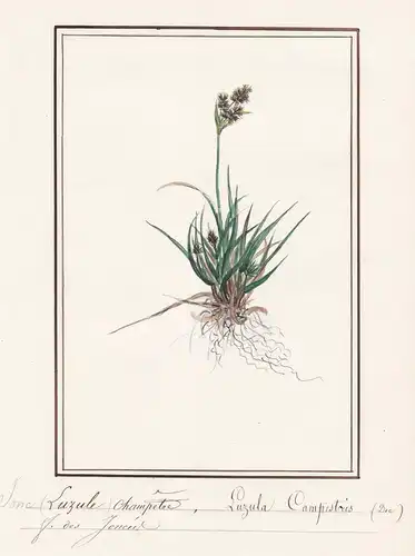Luzule champetre - Luzula campestris - Botanik botany / Blume flower / Pflanze plant