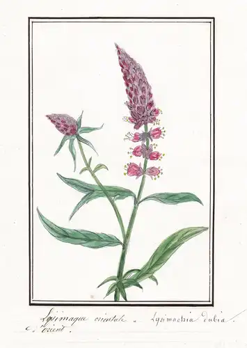 Lysimaque orientale - Lysimachia dubia - Botanik botany / Blume flower / Pflanze plant