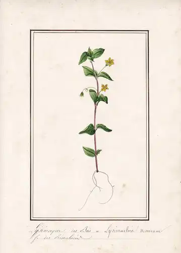 Lysimaque de bois - Lysimachia nemorum - Botanik botany / Blume flower / Pflanze plant