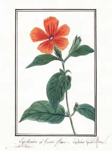 Lychnide a grandes - Lychnis grandiflora - Nelke / Botanik botany / Blume flower / Pflanze plant