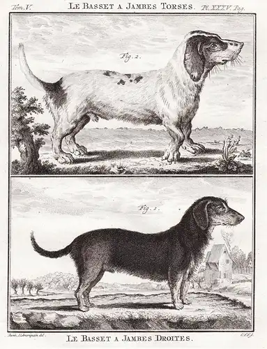 Le Basset a Jambes Torses / Le Basset a Jambes Droites - Basset Hound chien Hund dogs dog Hunde / Tiere animal