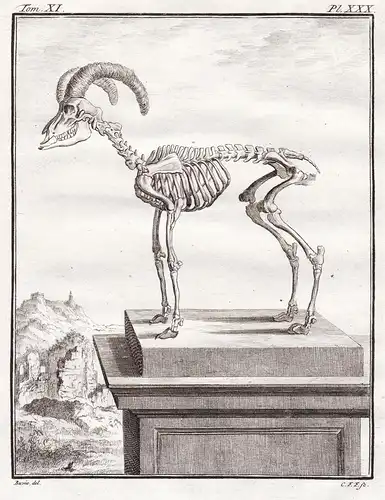 Pl. XXX. - Mufflon mouflon / Skelett skeleton / Tiere animals animaux