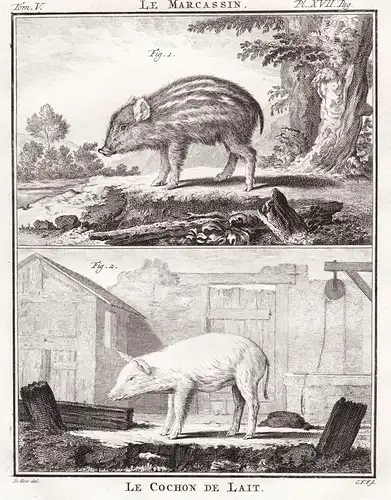 Le Marcassin / Le Cochon de lait - wild boar Wildschwein Schwein Suckling pig Spanferkel / Tiere animals anima