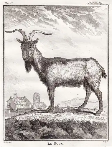 Le Bouc - Ziegenbock Ziege Bock billy goat buck chevre / Tiere animals animaux