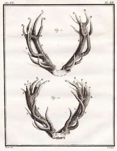 Pl. XII. - deer Daim Damhirsch Damwild Hirsch Reh cerf / Geweih horns antlers / Jagd hunting / Tiere animals a