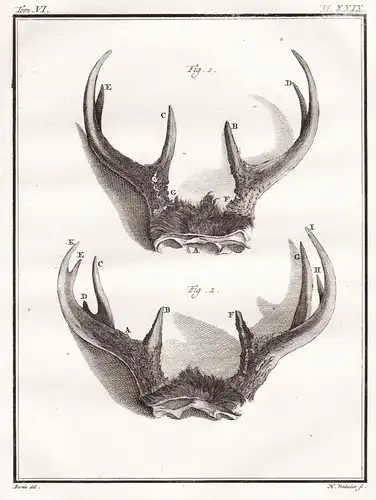 Pl. XXIX - Reh deer Chevreuil Hirsche Damwild Damhirsch / Geweihe antlers / Tiere animals animaux / Jagd hunti