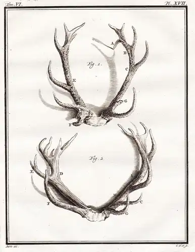 PL. XVII. - deer Daim Damhirsch Damwild Hirsch Reh cerf / Geweih horns antlers / Jagd hunting / Tiere animals