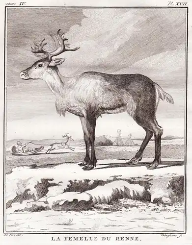 La Femelle du Renne - Rentier Reindeer caribou Ren Hirsch deer