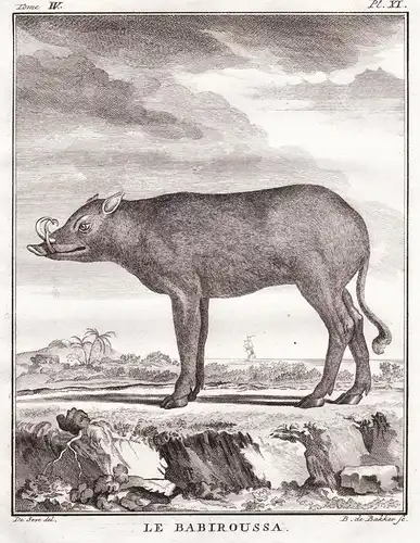 Le Babiroussa - Hirscheber Babirusa deer-pigs pig Schwein
