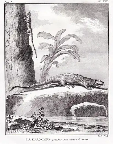 La Dragonne - Dracaena guianensis Krokodilteju Panzerteju caiman lizard Echse / Reptil Reptilien reptiles