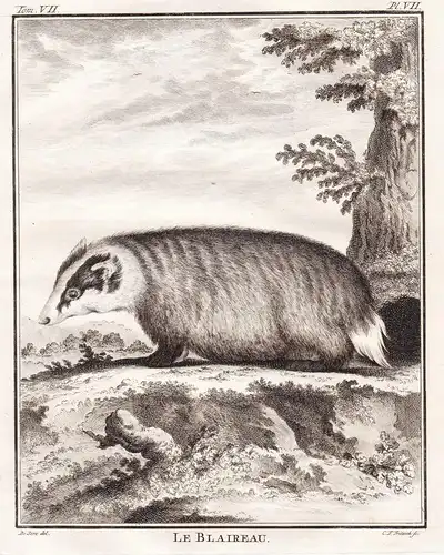 Le Blaireau - Dachs badger Blaireau Rauptier predator / Tiere animals animaux