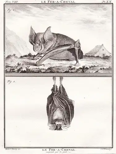 Le Fer-a-Cheval - Chauve bat Fledermaus Chiroptera Fledertiere Flughunde / Tiere animals animaux