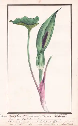 (Arum maculé) - Gouet = Arum maculatum - Gefleckter Aronstab Botanik botany / Blume flower / Pflanze plant