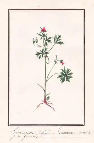 Geranium disseque - Geranium Dissectum - Schlitzblättriger Storchschnabel cut-leaved crane's-bill / Botanik bo