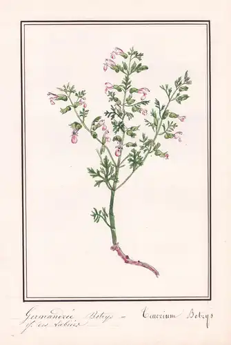 Germandrée Botrys - Teucrium Botrys - Trauben-Gamander cutleaf germander / Botanik botany / Blume flower / Pfl