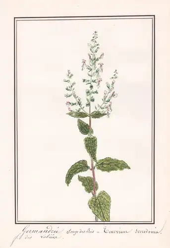 Germandrée Sauge des bois - Teucrium Scorodonia - Salbei-Gamander / Botanik botany / Blume flower / Pflanze pl